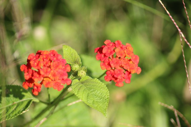 Yarrow-Achillea Millevolium.JPG