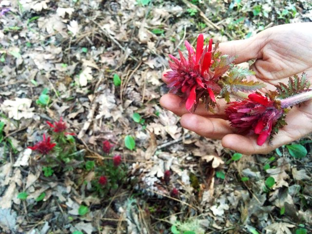 pedicularis3.jpg