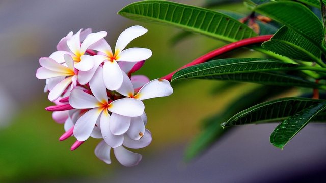 plumeria_exotic_drop_freshness_sharpness.jpg