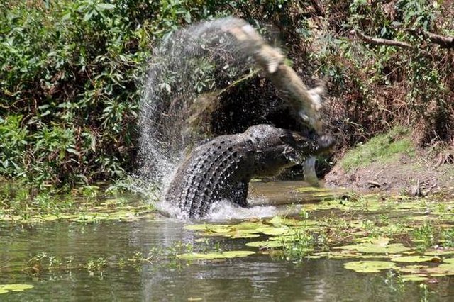 AUSTRALIA-CROCODILE.jpg