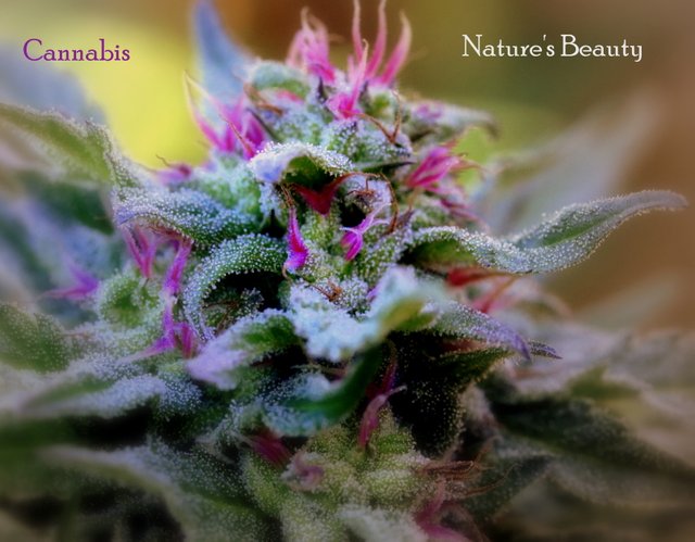 cannabeaut-001.jpg