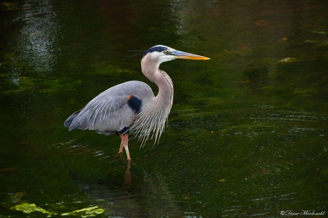 great blue heron-1.jpg