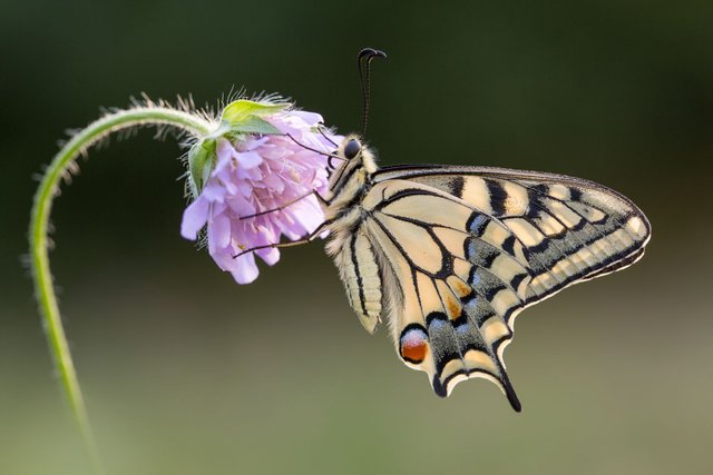 Schwalbenschwanz (Papilio machaon)_Q22A7320-BF.jpg