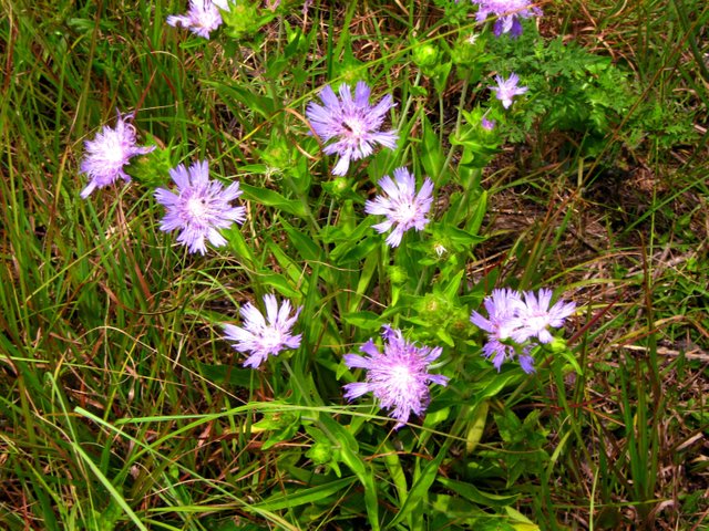 Purple Wildflower 7 8 2017 009.JPG