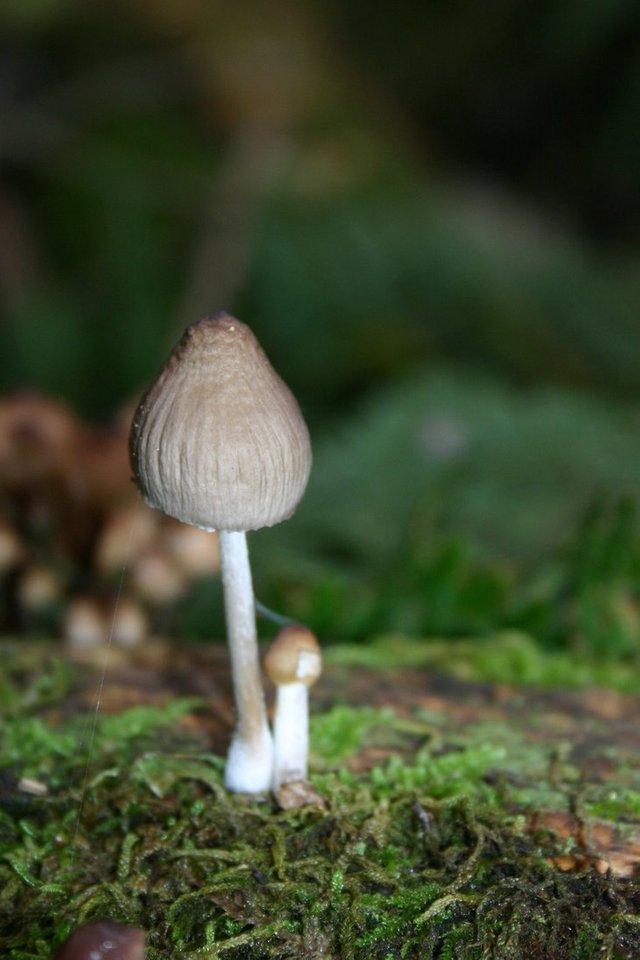 mushroom_by_art_is_a_dream-d9f6edi.jpg