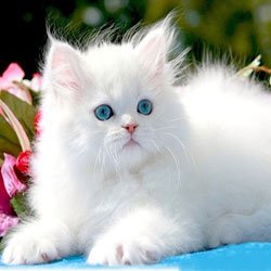 88-extraordinarytures-of-cats-image-inspirations-persian-cat2-1-250x250-jpg-uncategorized-funny-and-kittenspictures-cute-kittens-dogs-playing.jpg