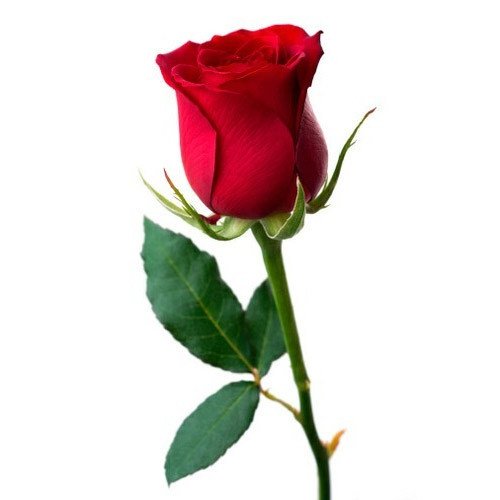 red-rose-500x500.jpg