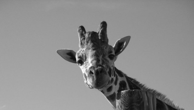 giraffe2.JPG