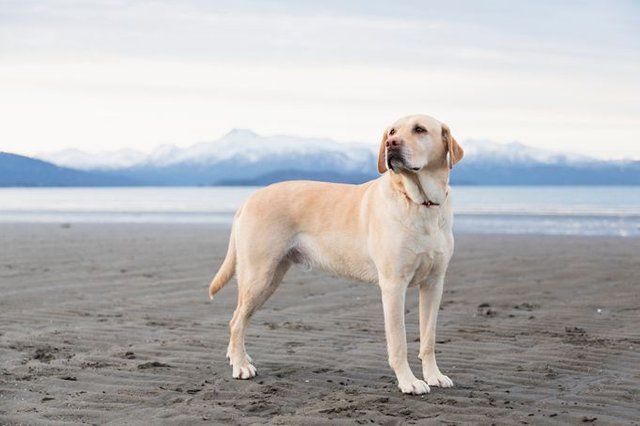 labrador-retriever-dog-pictures-8.jpg