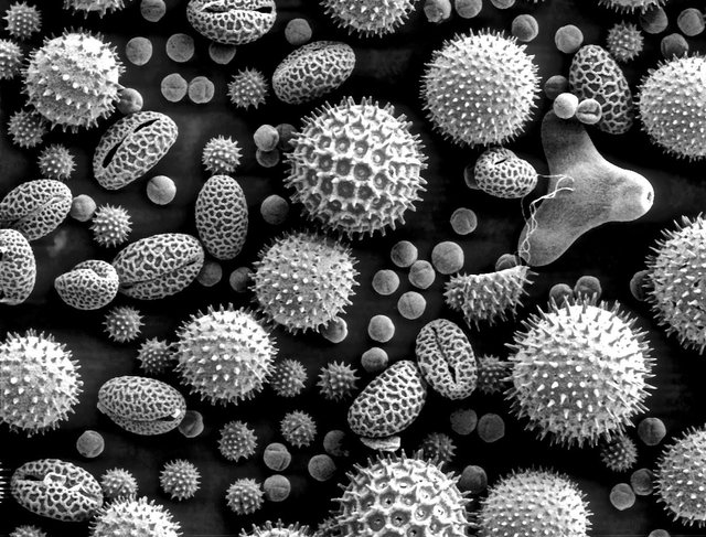 Misc_pollen (1).jpg