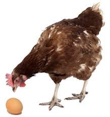 hen.jpg