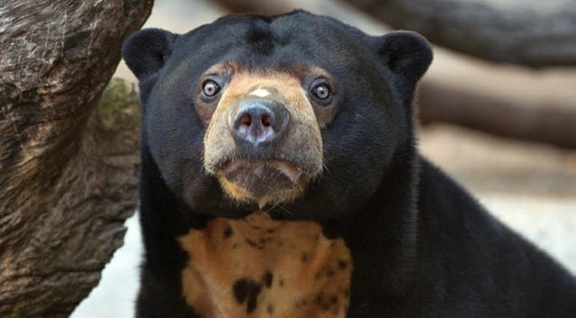 Sun-bears-always-look-like-theyve-just-put-cup-noodles-in-the-microwave-without-water.jpg