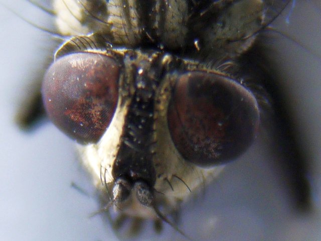 10405814458 - dead fly head with big eyes a precision flying.jpg