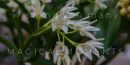 MAGICAL moments orchids copy 2.png