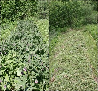 Comfrey cut before and after.jpg