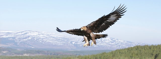 golden-eagle-1034060-resized.jpg