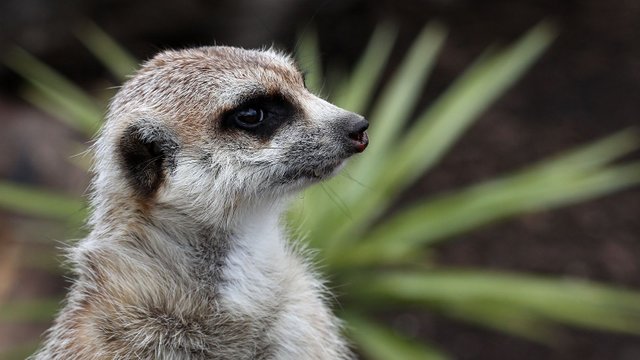 Meercat Zoodoo Tas 2017-09-11 small.jpg