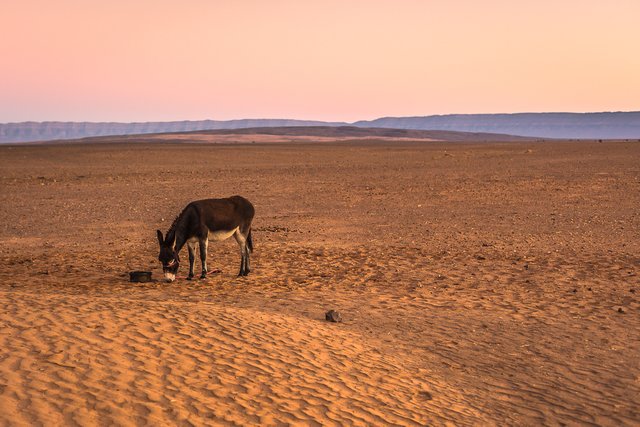 desert 41 donkey 5 best.jpg