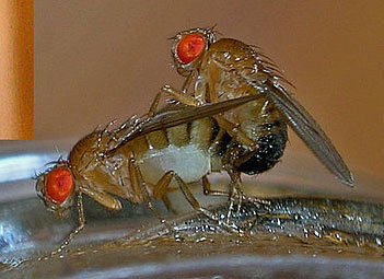 637px-Fruit_flies-.jpg