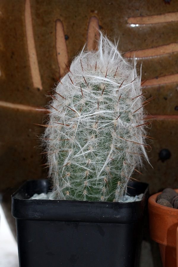 Cactus 2018-03-10 n2.jpg