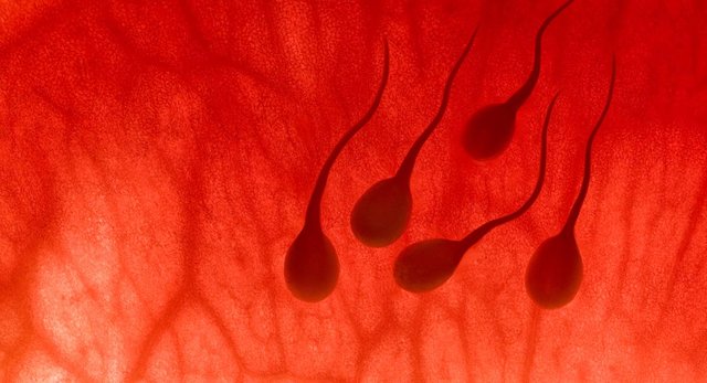 sperm-swimming-in-uterus.jpg