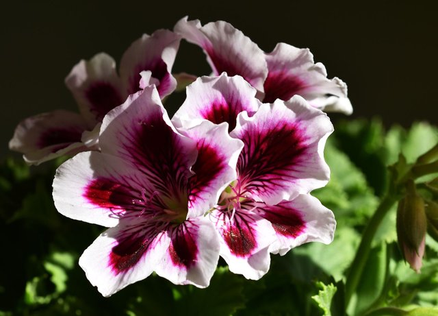Pelargonium Regalia Lilac.jpg
