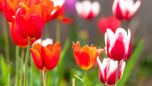 06-03-2018-flowers-orange-00790.jpg