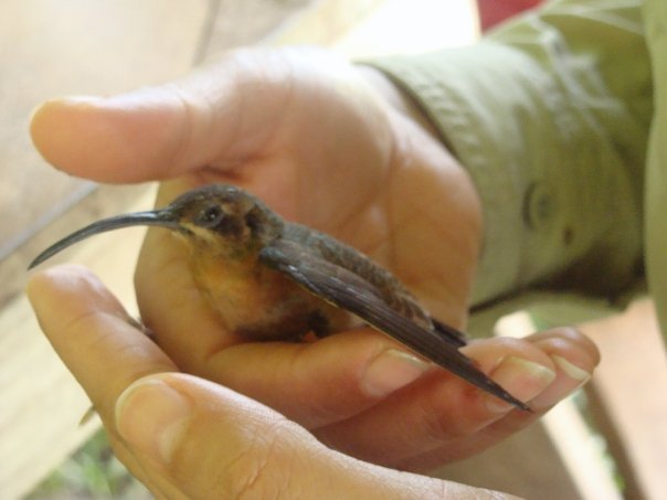 hummingbird saved in costa rica chiara.jpg