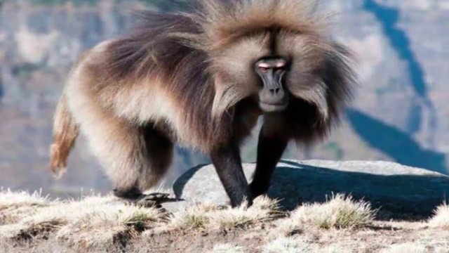 Image result for Gelada, Ethiopia, Afrika Timur