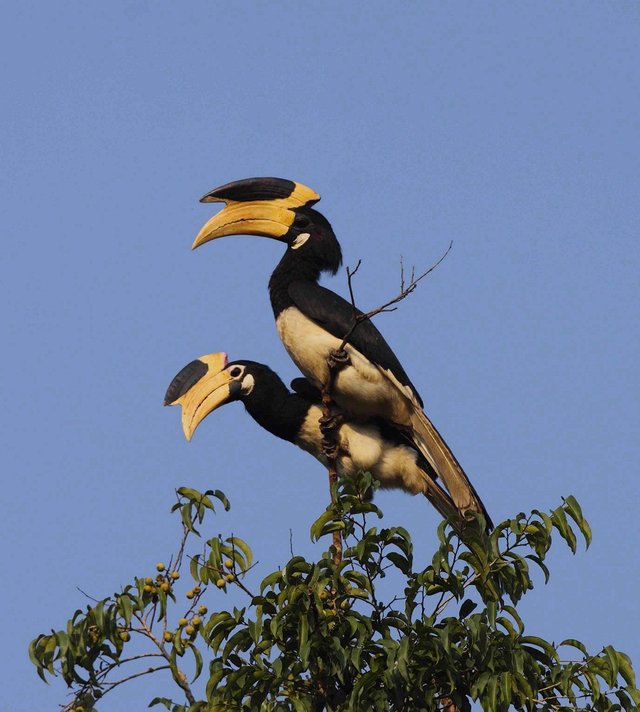 Hornbill bird.jpg