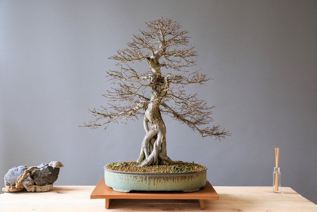 bonsai-3125715_1920.jpg