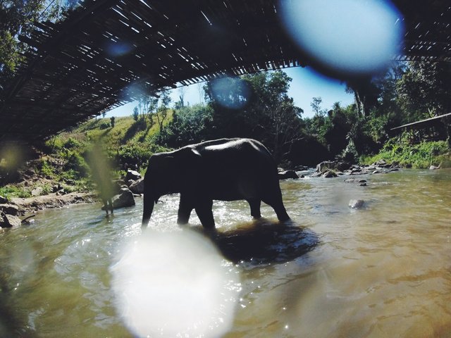 elephant sanctuary 08.JPG