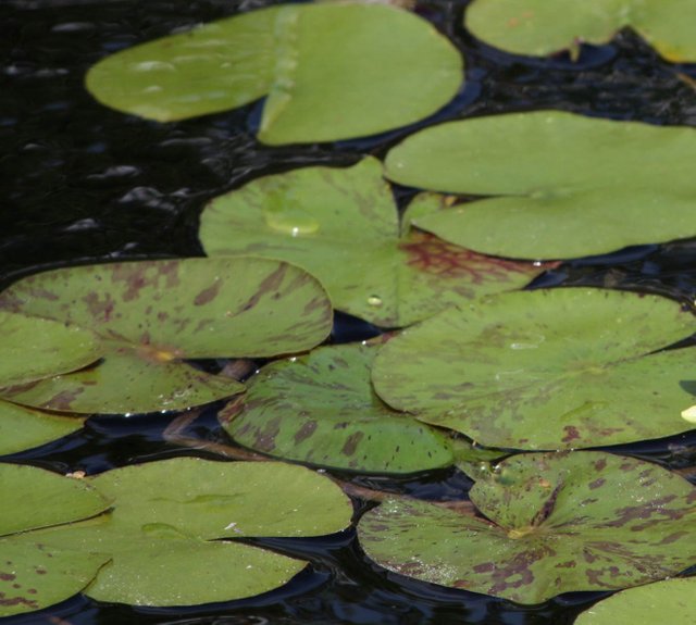 lily-pads.jpg