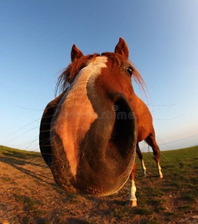 funny-horse-fisheye-lens-blue-sky-5212888.jpg