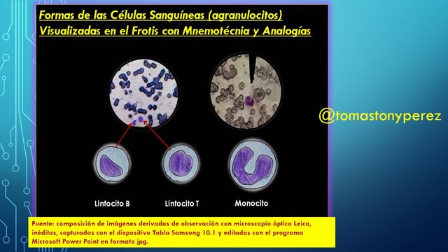 Observacion_AGRANULOCITOS_Mnemotecnia.JPG