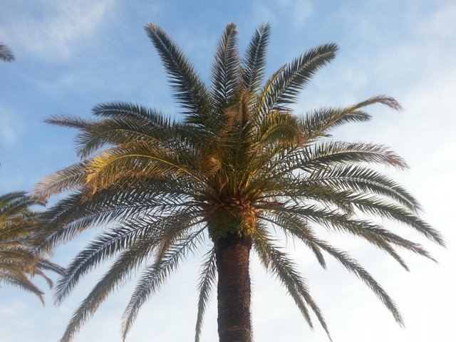 PalmTree.jpg