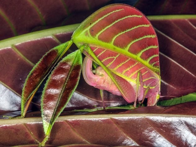 Eulophophyllum-kirki.jpg