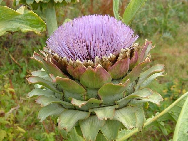 cynara_scolymus_globe_artichoke_flower_09-07-04.jpg