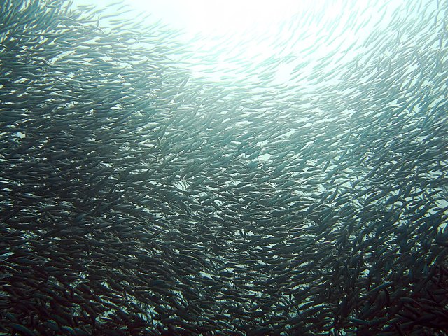 1024px-Sardines_-_鰯(いわし).jpg