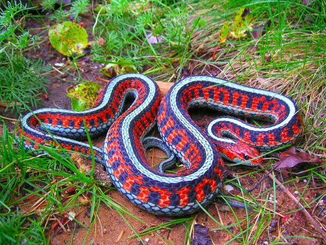 Atheris hispida — Steemit