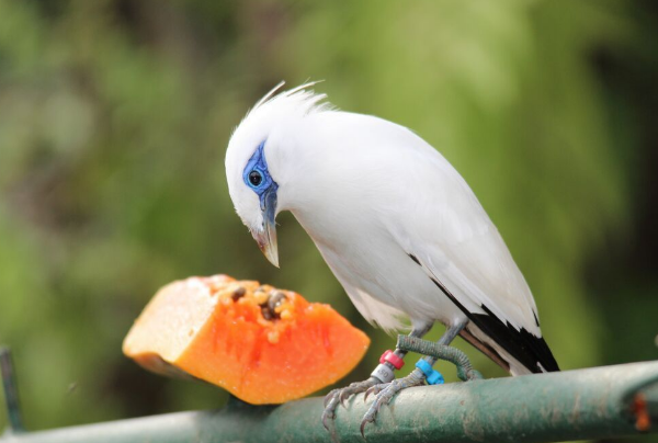 Rare Animals Starling Bali Steemit