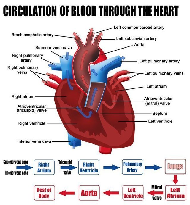 1749784e81c2e03e5f3164452303ad45--blood-flow-through-the-heart-science-education.jpg