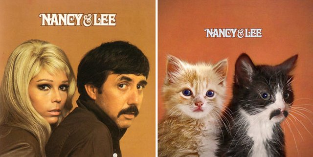 This-guy-created-very-cute-covers-of-the-music-world-replacing-singers-with-cats-5a2e54e2d9873__700.jpg