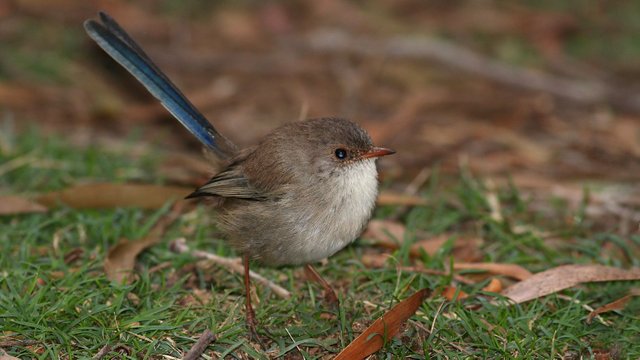 Superb Fairywren 2018-04-25 n4.jpg