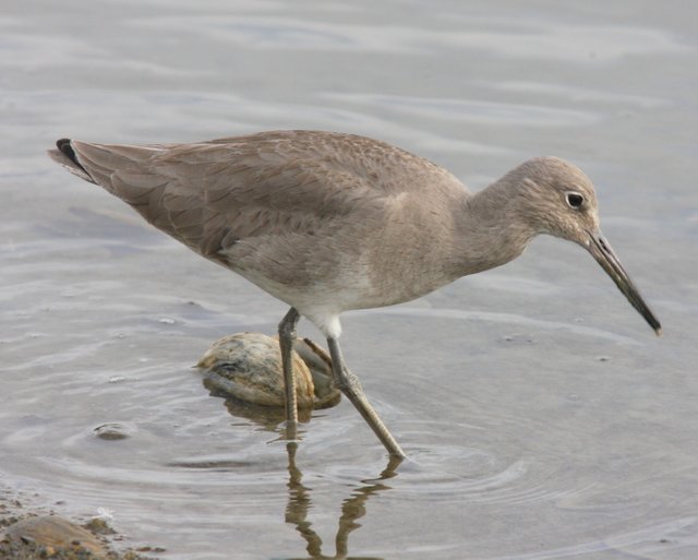 willet2.jpg