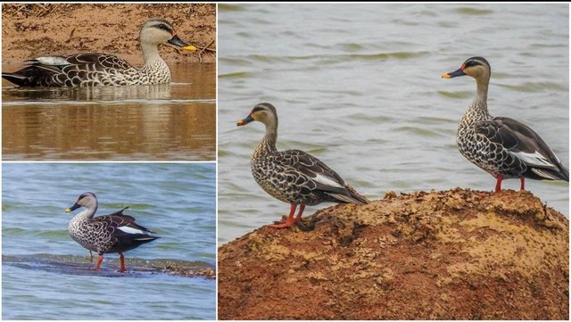 duck collage_1024x768.jpg