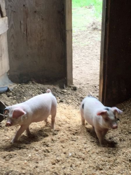 Piglets3 crop May 2017.jpg