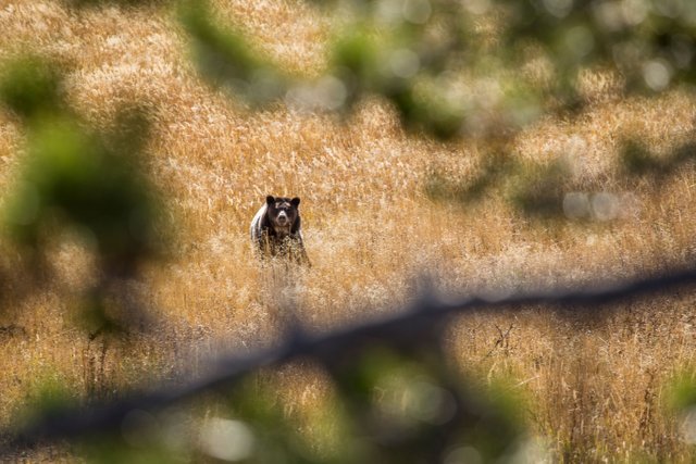 Yellowstone 17.jpg