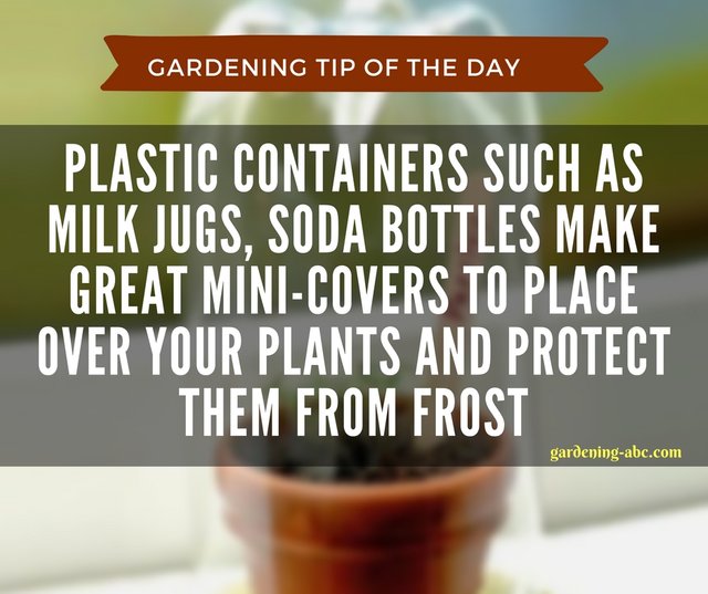 gardening tips1.jpg