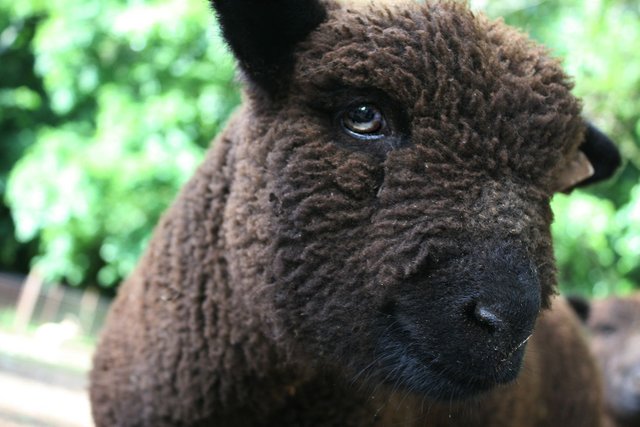 Raising Baby Doll Sheep Steemit